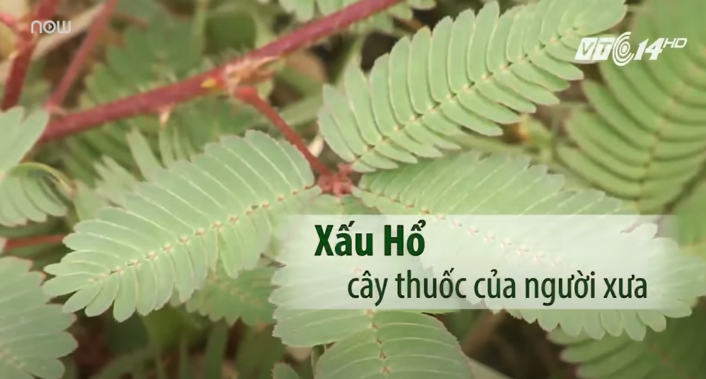 Cây xấu hổ: Thần dược chữa mất ngủ, đau nhức xương khớp và nhiều hơn thế | VTC Now